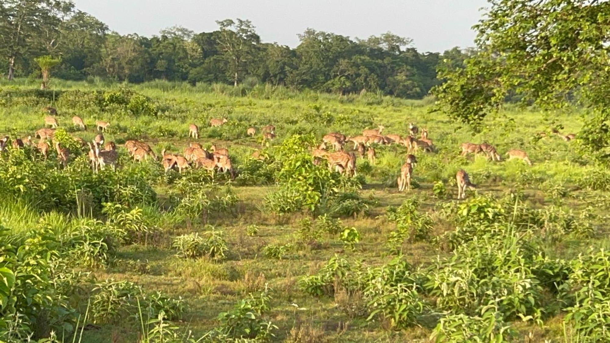 Ama Garden Sauraha Hotel Bagian luar foto