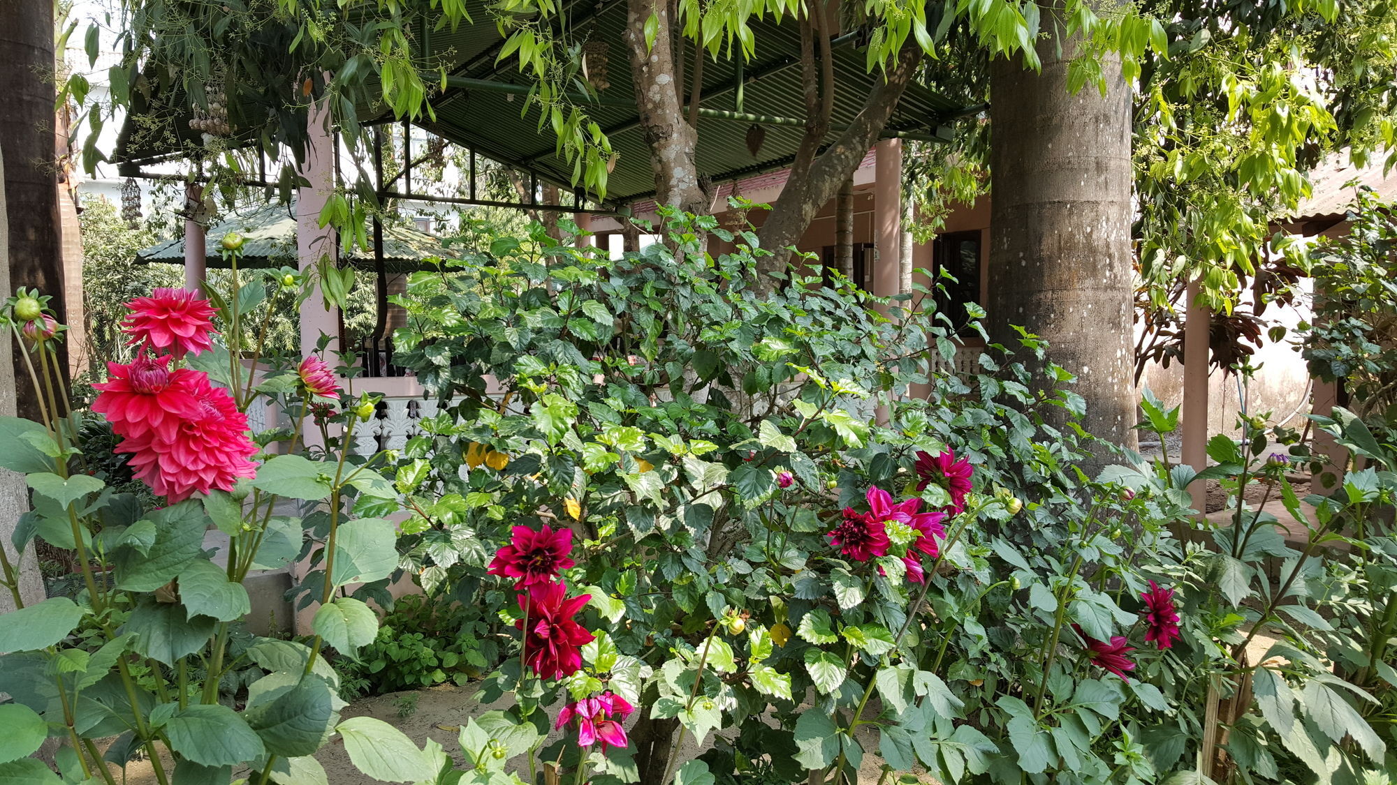 Ama Garden Sauraha Hotel Bagian luar foto
