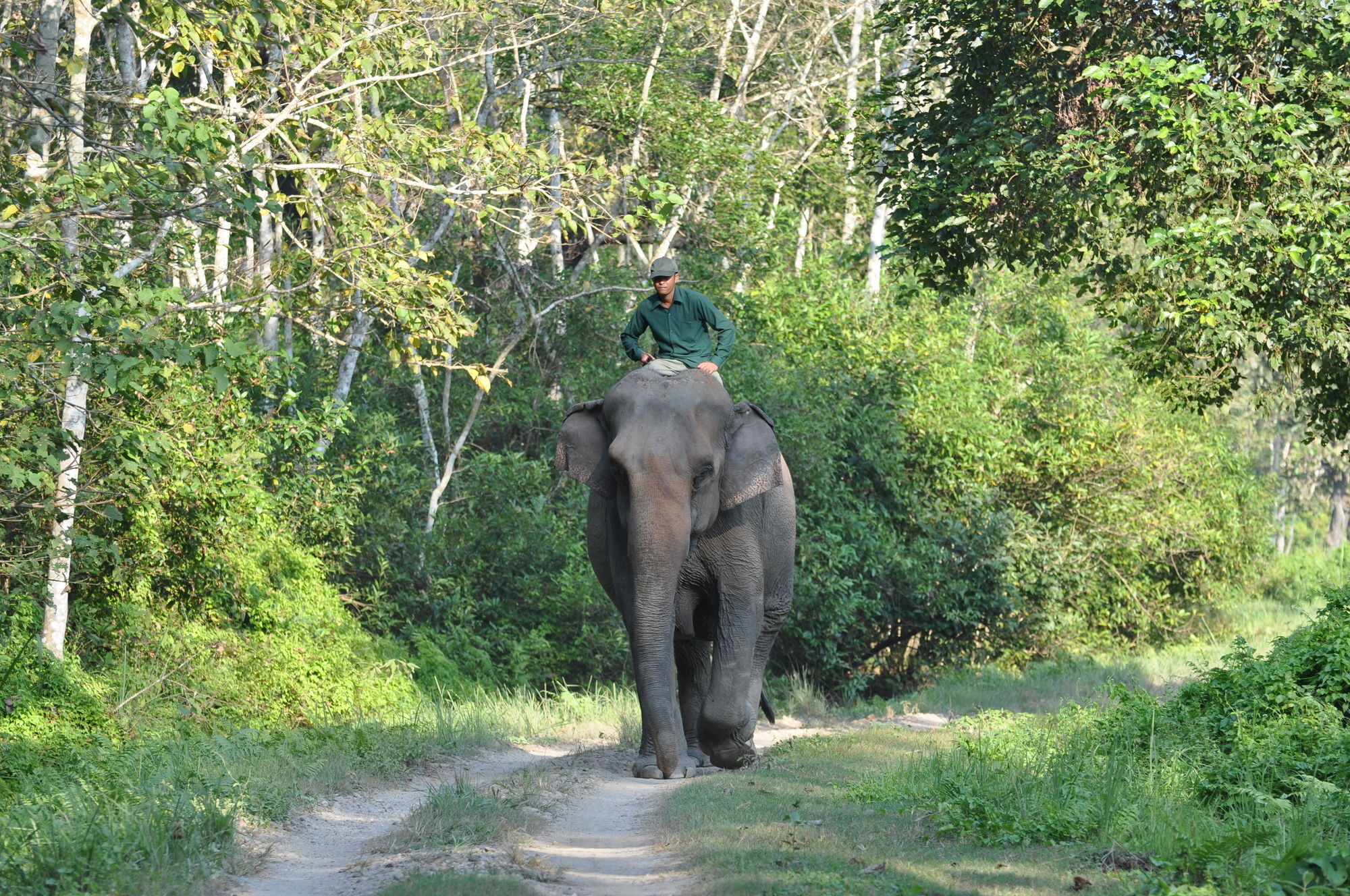 Ama Garden Sauraha Hotel Bagian luar foto