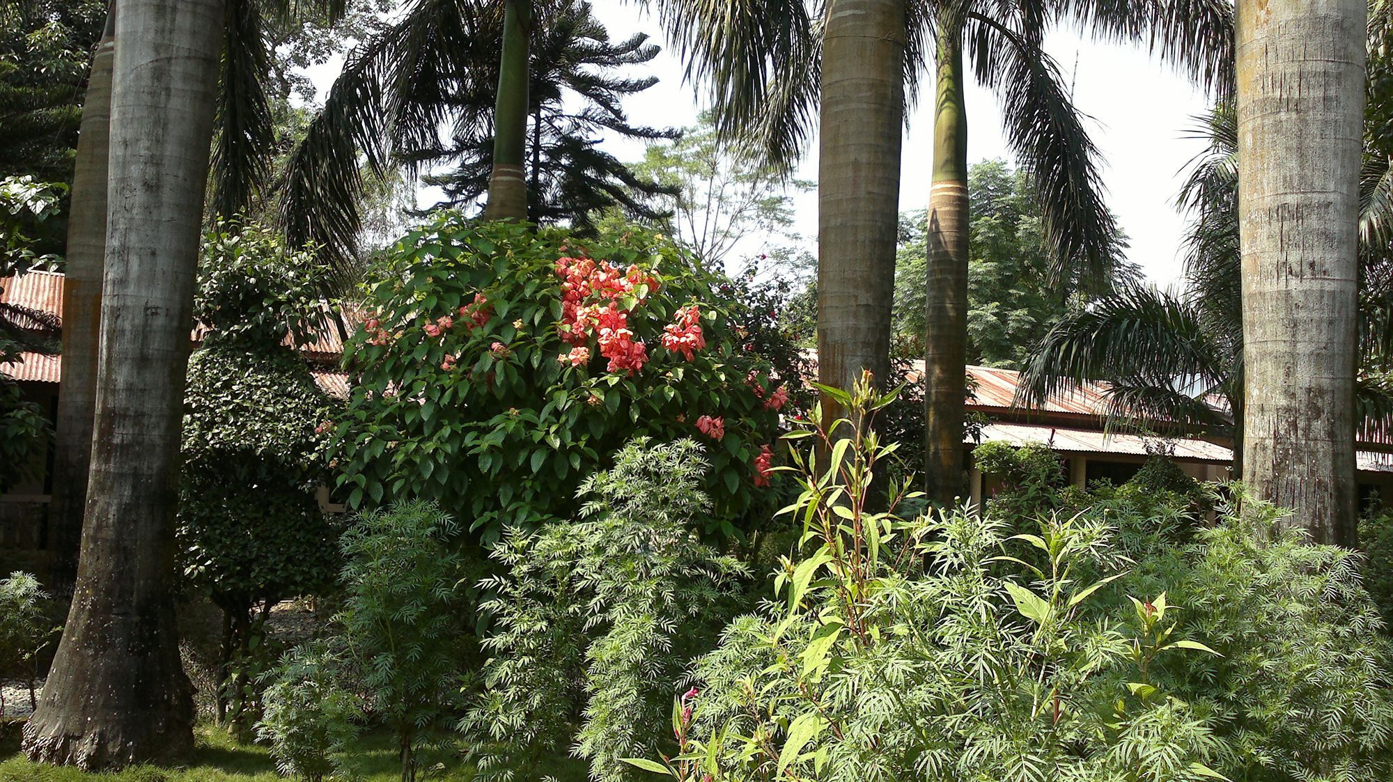 Ama Garden Sauraha Hotel Bagian luar foto